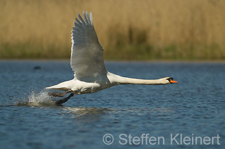 020 Höckerschwan im Flug (Cygnus olor)